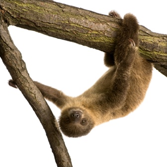 real sloth